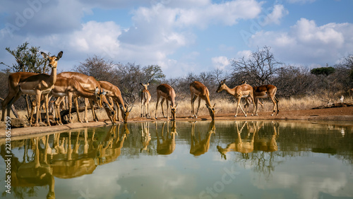 Common Impala herd drinking in waterhole with reflection in Greater Kruger National park, South Africa ; Specie Aepyceros melampus family of Bovidae