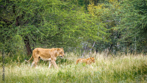 African lioness with cub walking in green savannah in Greater Kruger National park, South Africa ; Specie Panthera leo family of Felidae