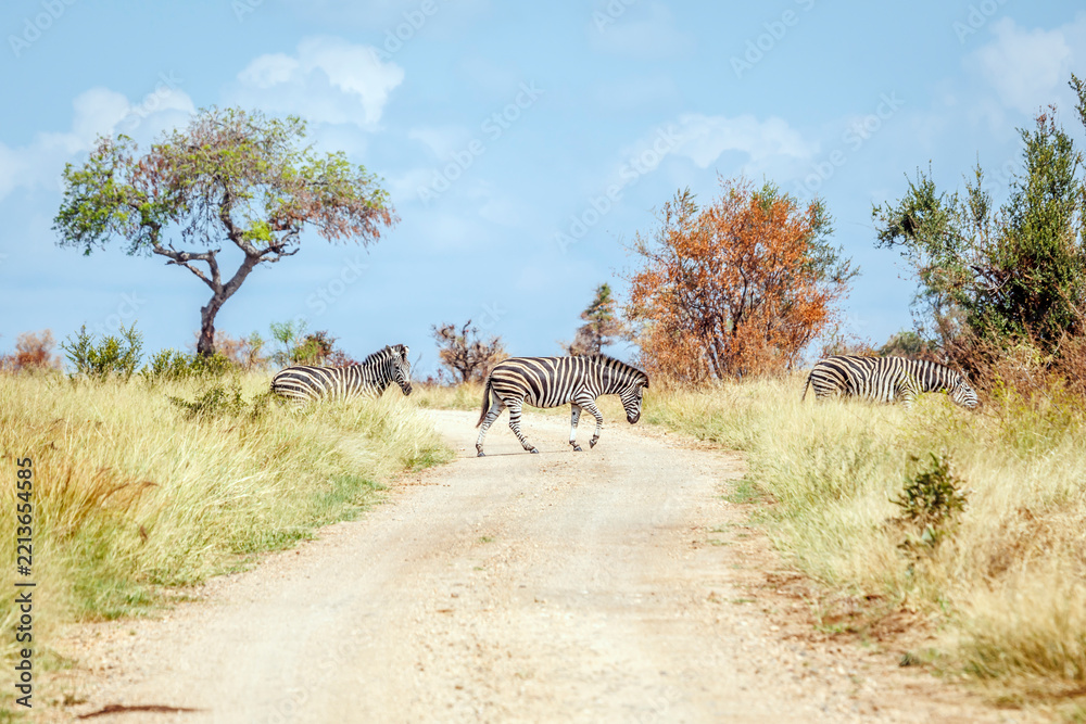 Naklejka premium Plains zebra crossing safari gravel road in Greater Kruger National park, South Africa ; Specie Equus quagga burchellii family of Equidae