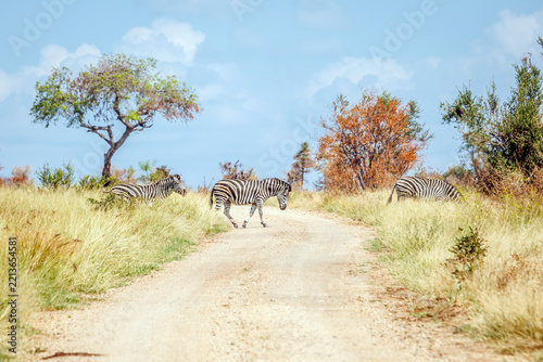 Plains zebra crossing safari gravel road in Greater Kruger National park, South Africa ; Specie Equus quagga burchellii family of Equidae