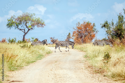 Plains zebra crossing safari gravel road in Greater Kruger National park, South Africa ; Specie Equus quagga burchellii family of Equidae