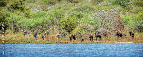 Plains zebras and blue wildebeests along lakeside in Greater Kruger National park, South Africa ; Specie family  Equus quagga burchellii and Connochaetes taurinus