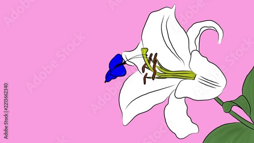 Surreal 2D Animated Cerulean Butterfly Alighting on an Elegant White Lily Against a Soft Pastel Pink Backdrop, Whimsical Motion Art for Aesthetic and Dreamlike Concepts
