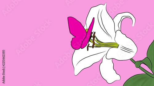 Charming 2D vector animation of a vibrant magenta butterfly gently landing on a delicate white lily flower against a soft pink background, cute hand-drawn style loopable motion graphics for spring