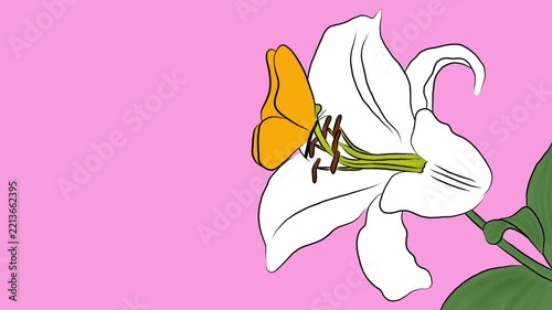 2D Animated Yellow Butterfly Landing on White Lily Flower with Pink Background, Spring Nature Motion Graphics, Loopable Vector Illustration Footage for Botanical Design, Wildlife and Eco-Friendly