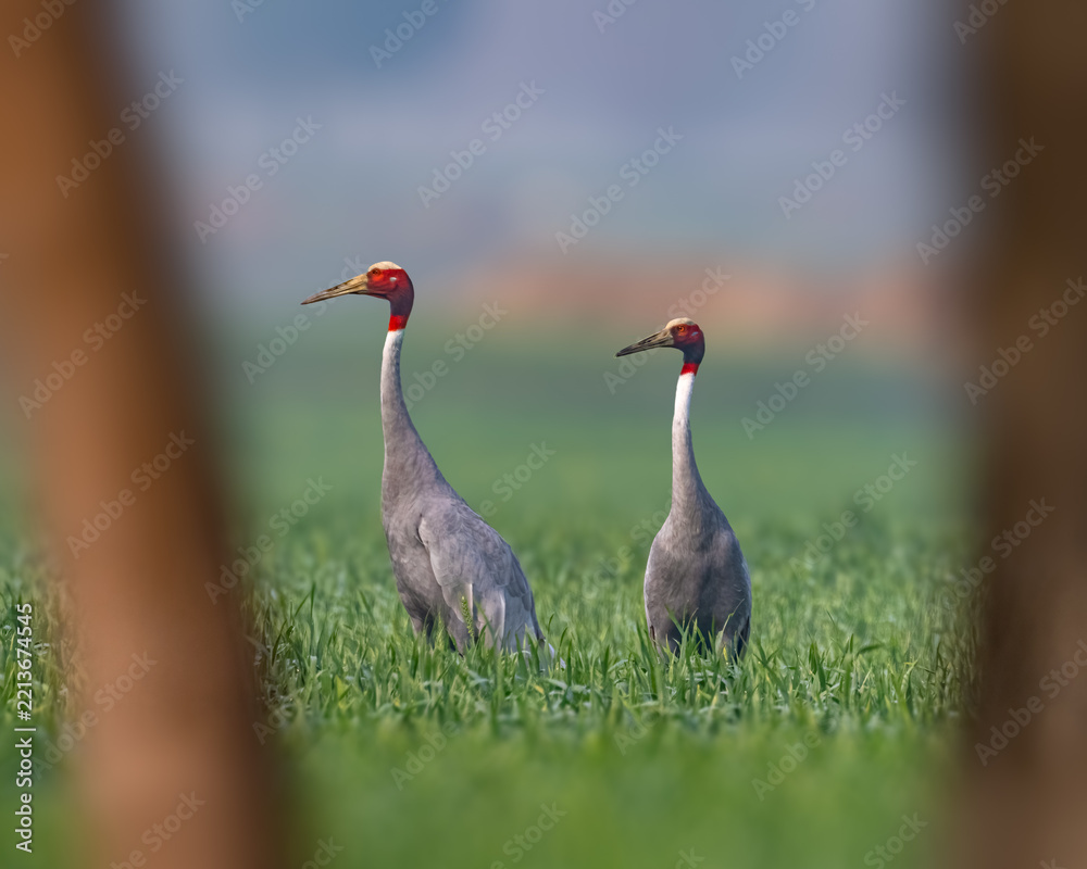 Fototapeta premium A pair of Saras