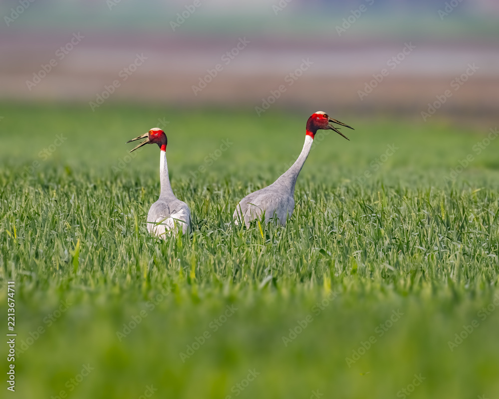 Fototapeta premium A pair of Saras