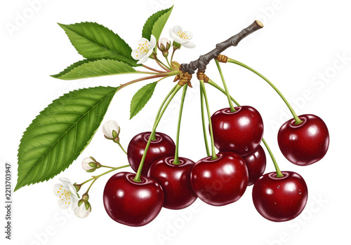 cherry red berry fruit branch leaf digital hand drawing illustration art
