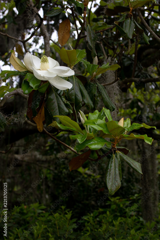 Obraz premium White Magnolia Flower with Green Leaves
