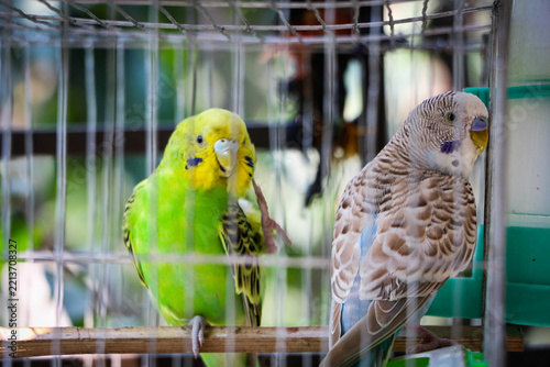 Fotografie Beautiful Pair of Budgerigars in a Cage, Green and Sky Blue Pet Birds Sitting To