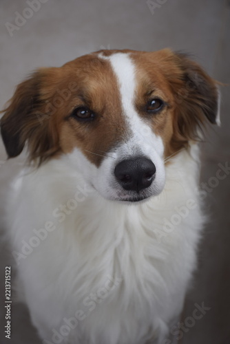 portrait of a dog