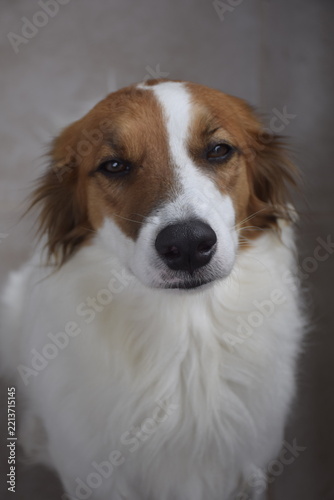 portrait of a dog