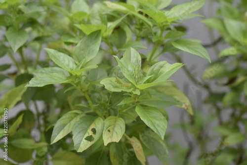 herb with bugs