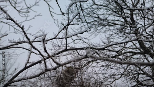 Bare tree branches coated in white hoarfrost against overcast winter sky, wide shot, overcast atmosphere, camera pan. Seasonal Change and Vastness.