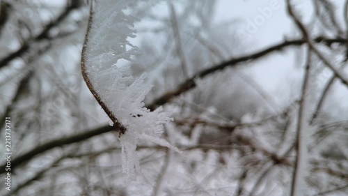Crystalline hoarfrost spikes growing on thin tree branch, close-up shot, bokeh background, soft light. Tiny World and Intricacy.