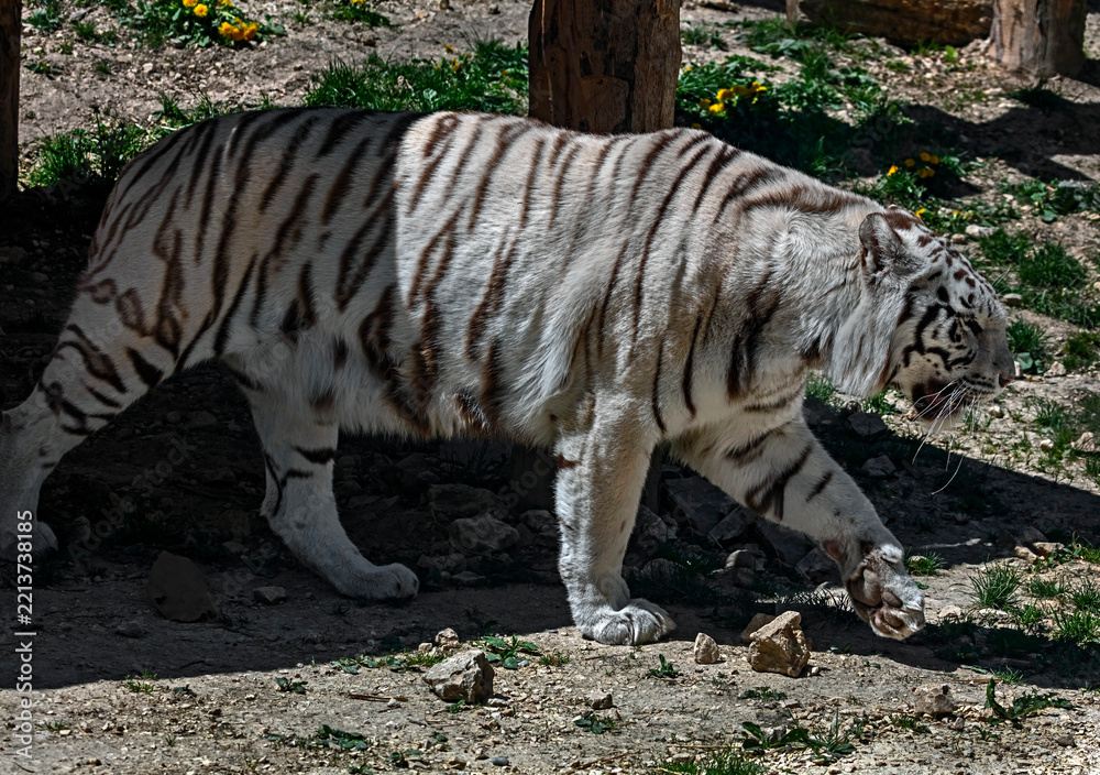 Obraz premium White tiger walking near the pond. Latin name -Panthera tigris tigris, var. alba
