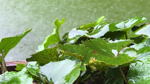 Close-up of Wet Green Leaves in the Rain at a Japanese Garden
