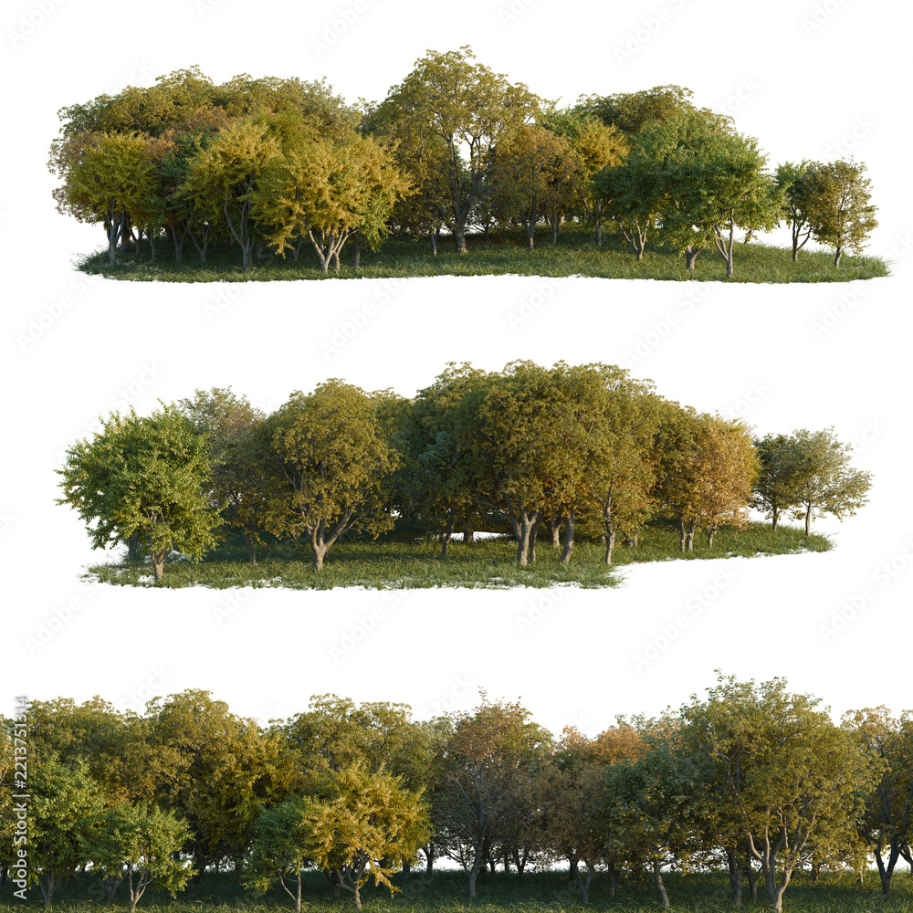 Fototapeta premium Platanus orientalis, Quercus serrata and Ulmus changii tree line, Forest Edge, Backdrop cutout, isolate transparent background