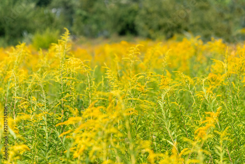 Fotografie Ambrosia ragweed growing in a sunny summer meadow, allergenic wild grass with fl