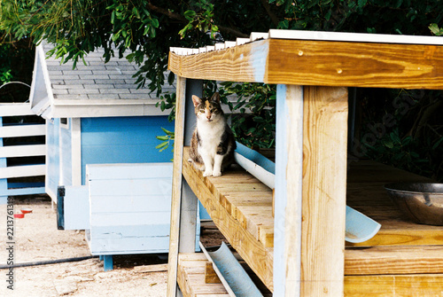 A stray cat on an outdoor cat shelter
