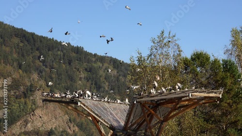 Numerous pigeons flying and resting on a wooden pavilion set against a backdrop of lush green forested mountains under a clear blue sky.