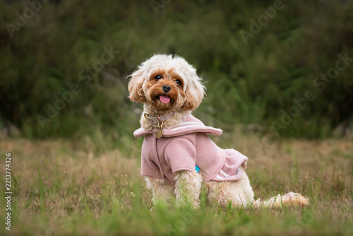 Young Cavapoo dog in a field in Ascot with a pink coat on