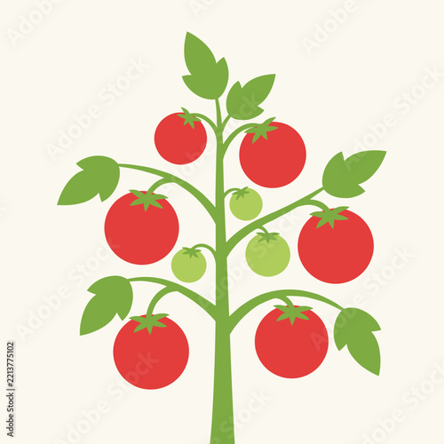 Green tomato plant bearing several ripe red tomatoes and growing green ones on a simple cream colored background.