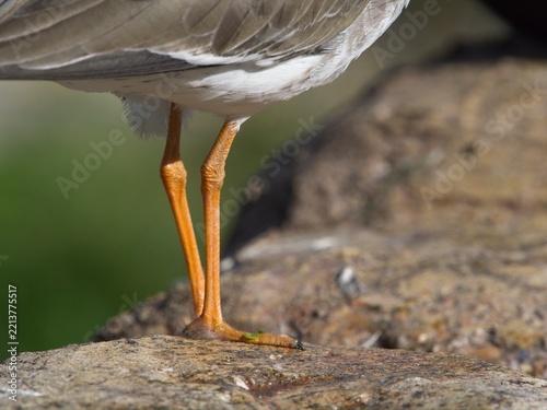 Pair of red legs belonging to a Redshank wader.Shorebird.