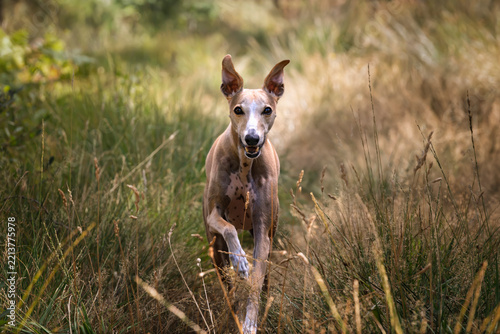 Italian Greyhound Whippet in the summer forest on a fast run