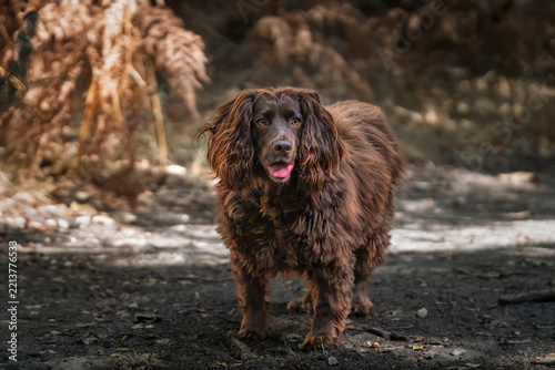 Brown cocker spaniel on Smiths Lawn in Windsor Great Park in autumn