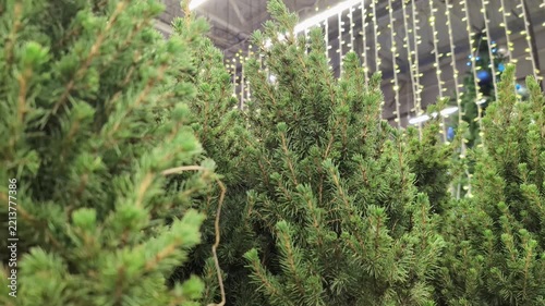 Rows of lush, green Christmas trees stand tall inside a well-lit store, surrounded by festive string lights.