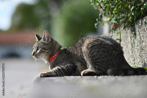 Tabby cat in red collar resting on concrete curb in shadow under green bushes outdoors, summer street pet portrait.