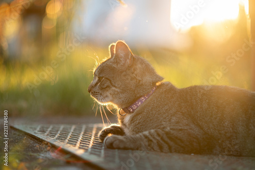Tabby cat in purple collar lying outdoors illuminated by warm golden hour sunset light with rim light effect, peaceful pet portrait.