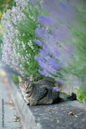 Tabby cat in purple collar lying on concrete step in garden looking at camera, outdoor pet portrait.