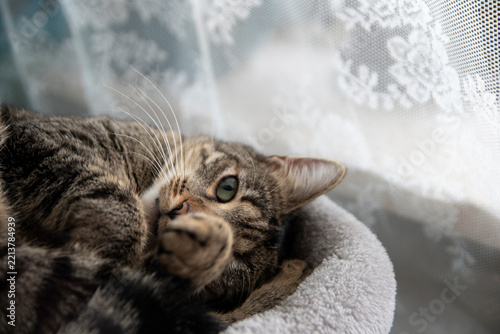 Cute tabby cat lying in soft bed near lace curtain covering face with paw, cozy indoor pet portrait