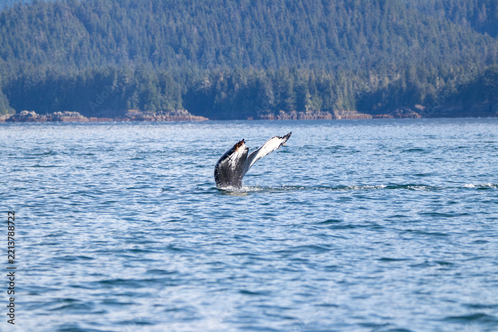 Fototapeta premium A North Pacific Humpback Whale in Alaska
