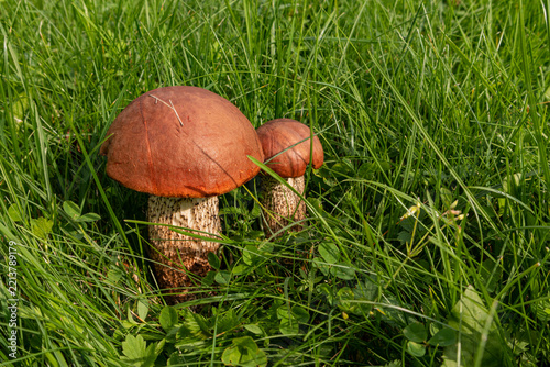 Aspen bolete mushrooms growing in green autumn grass