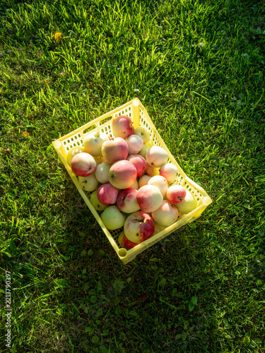 Crate with fresh apples in on green garden lawn