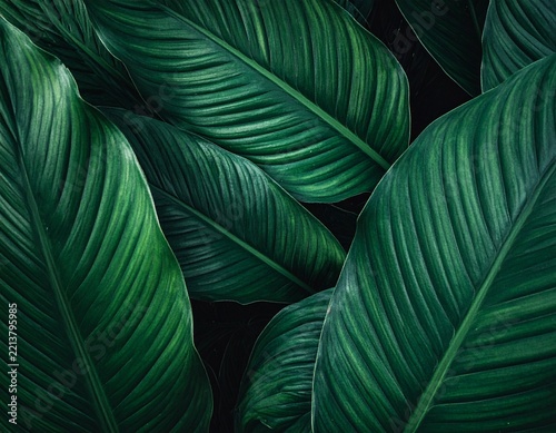Dark Green Tropical Leaf Texture Background - Lush Exotic Foliage with Deep Veins and Moody Lighting for Elegant Organic Design