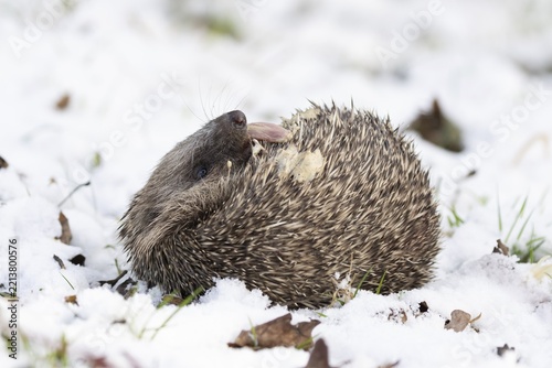 European hedgehog (Erinaceus europaeus) adult animal self anointing in snow in winter, England, United Kingdom
