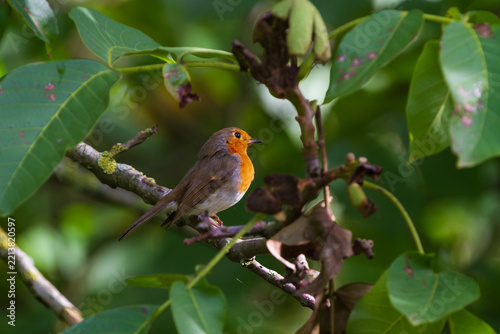 European robin sitting in a Walnut tree