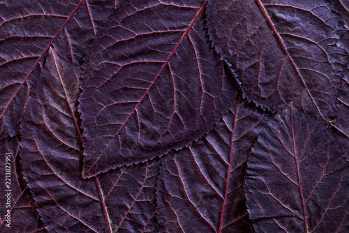 Obraz na plátně Close-up detail of dark purple autumn leaves