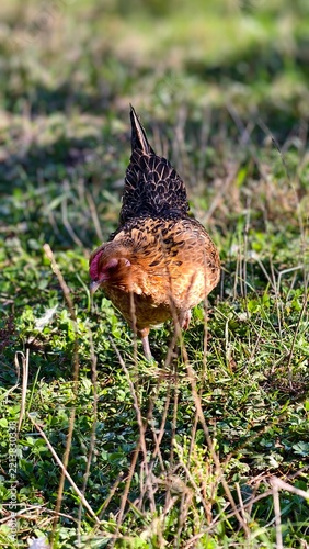 wild duck in the grass