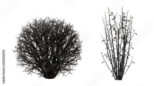 Two thorny bushes with sharp spikes and sparse leaves isolated on transparent background