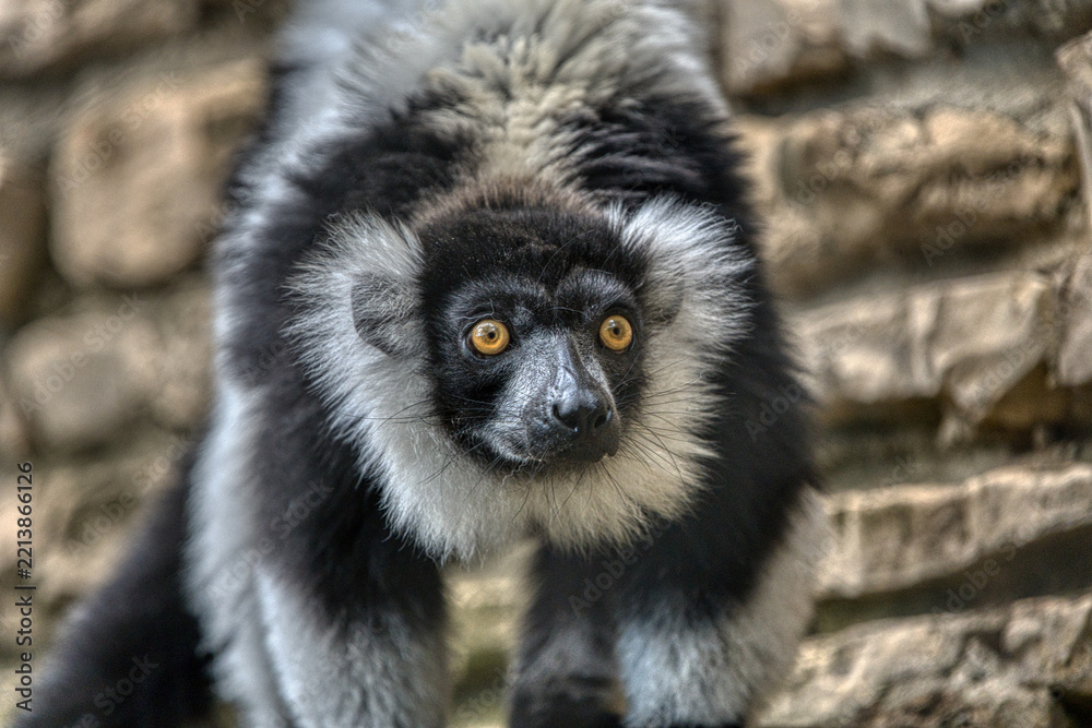 Fototapeta premium black and white lemur Ruffed Lemur from Buffalo Zoo 