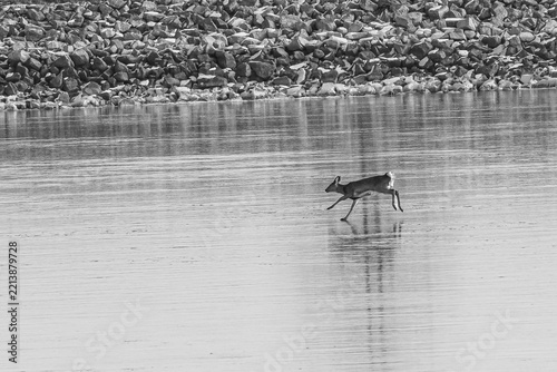Deer stuck on icy lake sliding winter black and white