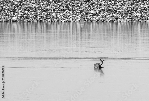Deer stuck on icy lake sliding winter black and white