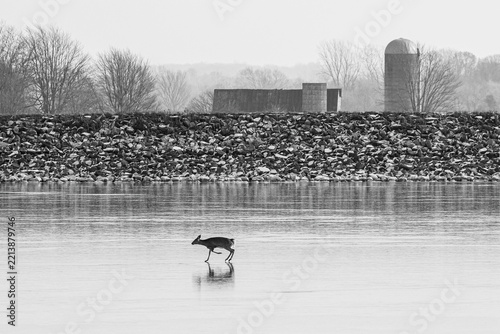 Deer stuck on icy lake sliding winter black and white