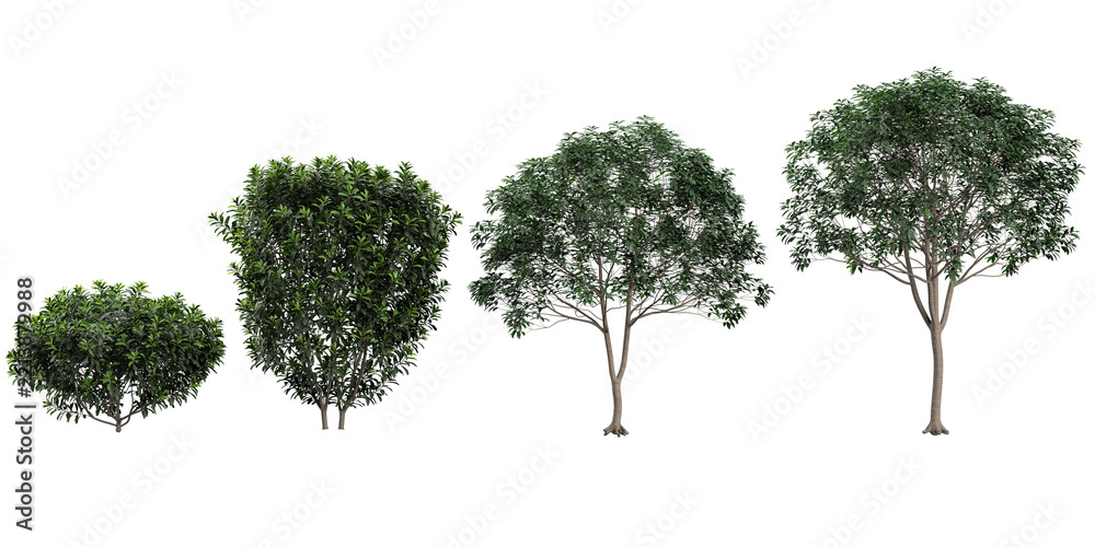Fototapeta premium 3d illustration of Myrica,Osmanthus plants on transparent background