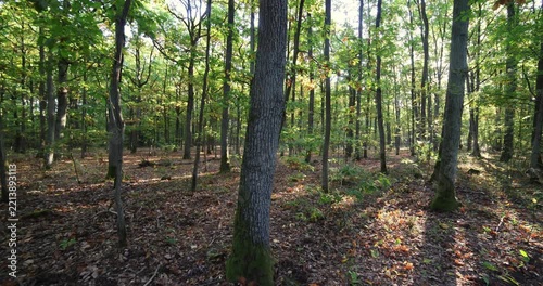 Wide angle shot of morning light in a forest